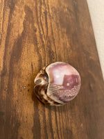 Hand-Painted Clam Shells of Ensenada and Hawaii