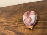 Hand-Painted Clam Shells of Ensenada and Hawaii