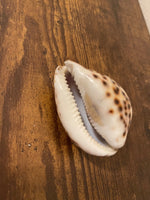 Hand-Painted Clam Shells of Ensenada and Hawaii